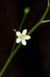 Seaside brookweed <BR>Water pimpernel